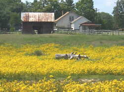 Blooming field near Englewood, TN.